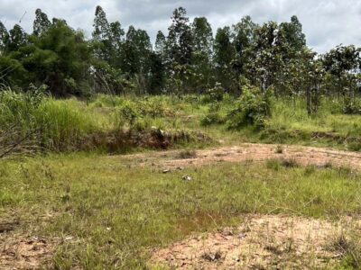 ขายที่ดินอุบล โคตรถูก! 5 ไร่ แค่ 800,000 สนใจติดต่อด่วน!!