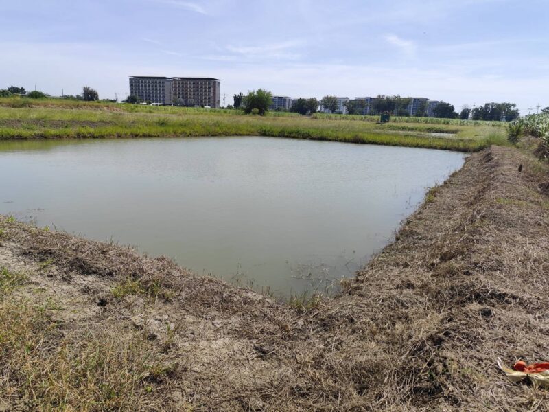 Vacant land for sale 1-9 Rais good view natural plot amidst cornfields near Kasetsart University, Kamphaeng Saen Campus, Nakhon Pathom ขายที่ดินเปล่า แปลง 5-9 ไร่ แบ่งได้ ที่ใกล้หอพัก นกฮูกเก้า ม. เกษตร กำแพงแสน นครปฐม