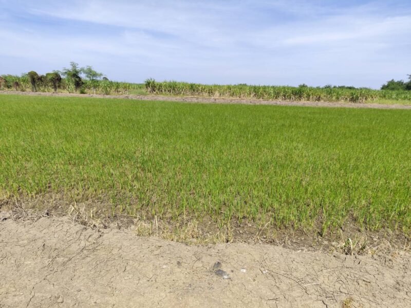 ขายที่ดินเปล่า 1-9 ไร่ กำแพงแสน นครปฐม ใกล้ มหาลัยเกษตรศาสตร์ นครปฐม Vacant land for sale 1-9 Rais good view natural plot amidst cornfields near Kasetsart University, Kamphaeng Saen Campus, Nakhon Pathom