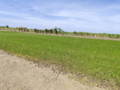 Vacant land for sale 1-9 Rais good view natural plot amidst cornfields near Kasetsart University, Kamphaeng Saen Campus, Nakhon Pathom ขายที่ดินเปล่า แปลง 5-9 ไร่ แบ่งได้ ที่ใกล้หอพัก นกฮูกเก้า ม. เกษตร กำแพงแสน นครปฐม