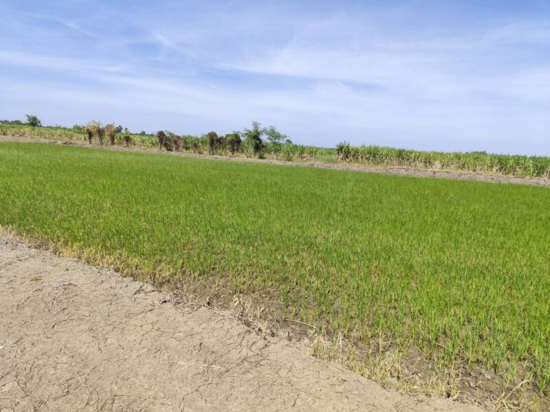 Vacant land for sale 1-9 Rais good view natural plot amidst cornfields near Kasetsart University, Kamphaeng Saen Campus, Nakhon Pathom ขายที่ดินเปล่า แปลง 5-9 ไร่ แบ่งได้ ที่ใกล้หอพัก นกฮูกเก้า ม. เกษตร กำแพงแสน นครปฐม