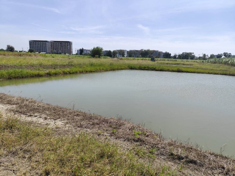 ขายที่ดินเปล่า 1-9 ไร่ กำแพงแสน นครปฐม ใกล้ มหาลัยเกษตรศาสตร์ นครปฐม Vacant land for sale 1-9 Rais good view natural plot amidst cornfields near Kasetsart University, Kamphaeng Saen Campus, Nakhon Pathom