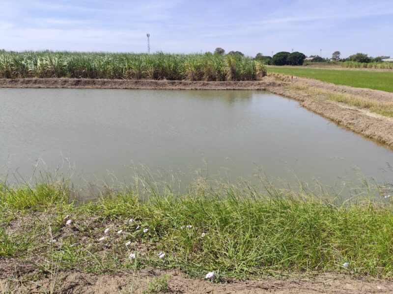 ขายที่ดินสวยมาก 1-9 ไร่ หรือ 200 ตรว แบ่งขายได้ ขาย 15500 บาทต่อตารางวา แปลง 5-9 ไร่ โฉนด ไร่สวยๆ แบ่งขายได้ นครปฐม Land on sale Nakhon Pathom