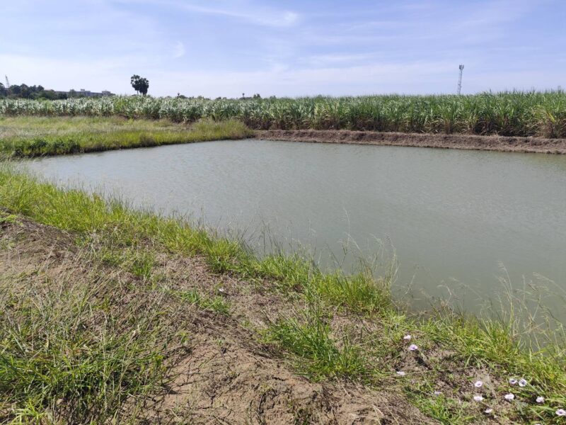 ขายที่ดินเปล่า 1-9 ไร่ กำแพงแสน นครปฐม ใกล้ มหาลัยเกษตรศาสตร์ นครปฐม Vacant land for sale 1-9 Rais good view natural plot amidst cornfields near Kasetsart University, Kamphaeng Saen Campus, Nakhon Pathom