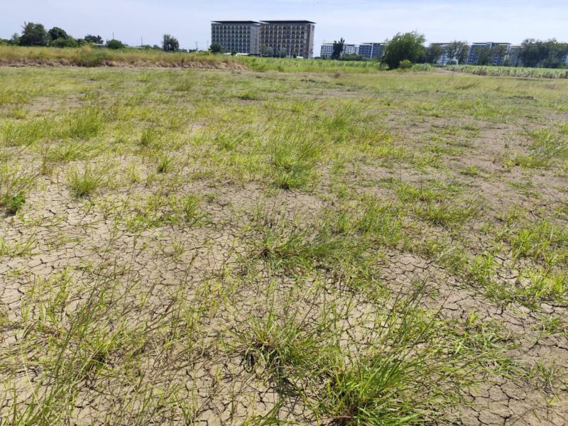 Vacant land for sale 1-9 Rais good view natural plot amidst cornfields near Kasetsart University, Kamphaeng Saen Campus, Nakhon Pathom ขายที่ดินเปล่า แปลง 5-9 ไร่ แบ่งได้ ที่ใกล้หอพัก นกฮูกเก้า ม. เกษตร กำแพงแสน นครปฐม