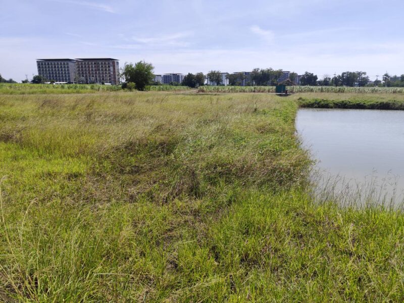 ขายที่ดินเปล่า 1-9 ไร่ กำแพงแสน นครปฐม ใกล้ มหาลัยเกษตรศาสตร์ นครปฐม Vacant land for sale 1-9 Rais good view natural plot amidst cornfields near Kasetsart University, Kamphaeng Saen Campus, Nakhon Pathom