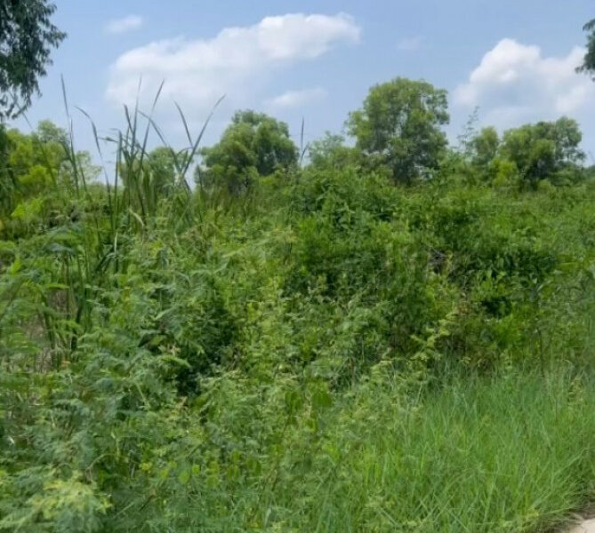 ขายที่ดิน อ.แกลง จ.ระยอง 9 ไร่ 2 งาน 62 ตร.ว. ซอยหัวเสม็ด ใกล้ชายหาดทุ่งคา