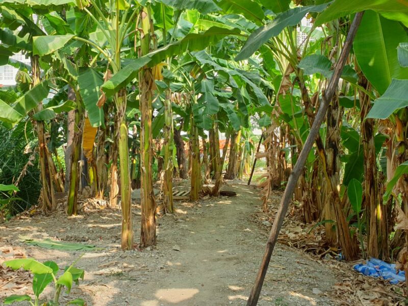 "ขายที่ดินติดถนนใหญ่ติวานนท์ 2-2-85 ไร่ ทำเลทองใกล้โรงเรียนสวนกุหลาบนนท์ เหมาะทำธุรกิจ"