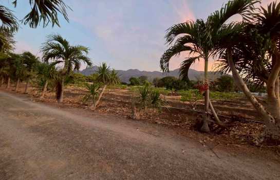 ขายที่ดินปากช่อง 1 ไร่ 2 งาน 0 ตร.ว. ใกล้ถนนมิตรภาพ และโลตัส โกเฟรช กลางดง