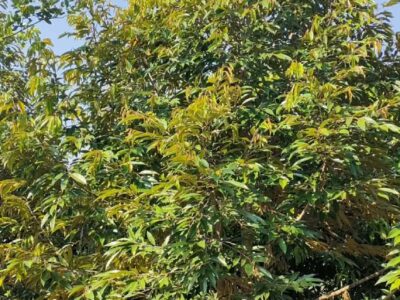 Smaller business guest house on sale Mountain view at Chon Daen Phetchabun ขายกิจการห้องพักและสวนผลไม้ไทยฉ่ำๆ ดัดแปลงบ้านสวนได้ ชนแดน เพชรบูรณ์ 10 ไร่