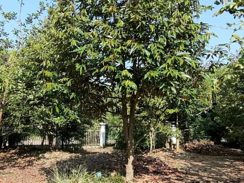 Smaller business guest house Farm of Fruits at Phetchabun on sale Mountain view at Chon Daen Phetchabun asmohere,a lot of various of Thai Fruits , house for rent ,good view ,good natural