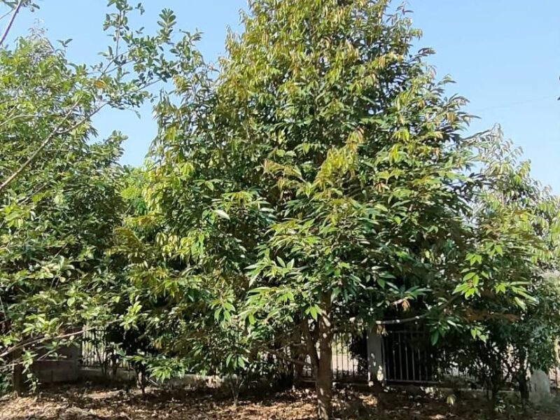 Smaller business guest house Farm of Fruits at Phetchabun on sale Mountain view at Chon Daen Phetchabun asmohere,a lot of various of Thai Fruits , house for rent ,good view ,good natural