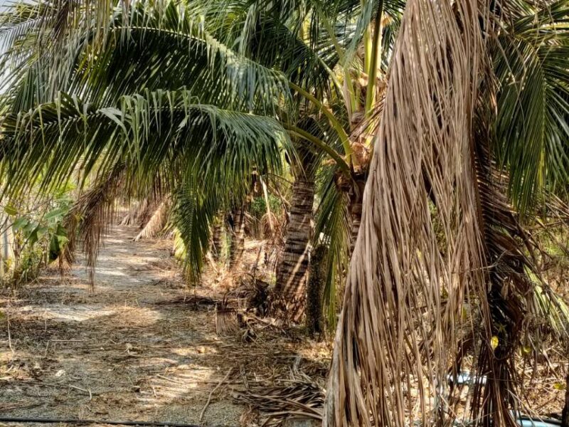 ขายกิจการห้องพักและสวนผลไม้ไทยฉ่ำๆ มีสระว่ายน้ำ ขายราคาถูกมากก