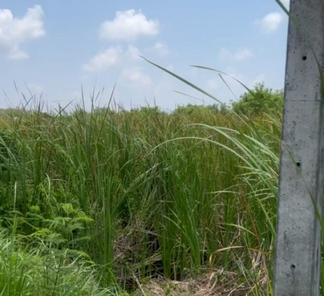 ขายที่ดิน อ.แกลง จ.ระยอง 9 ไร่ 2 งาน 62 ตร.ว. ซอยหัวเสม็ด ใกล้ชายหาดทุ่งคา