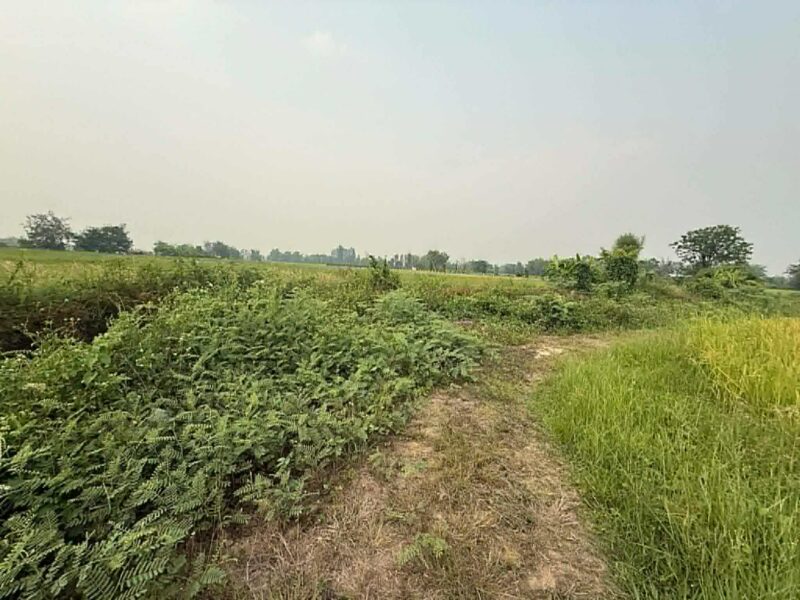 ขายที่ดิน ทุ่งนา เชียงใหม่