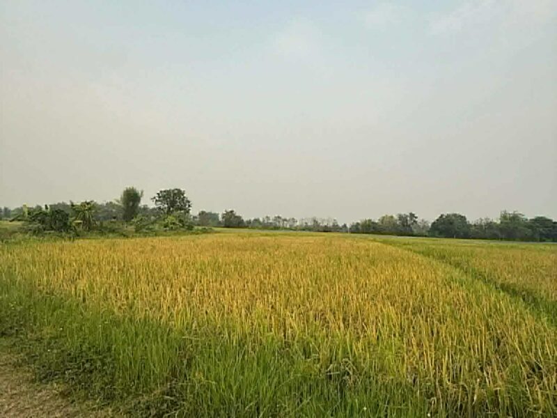 ขายที่ดิน ทุ่งนา เชียงใหม่