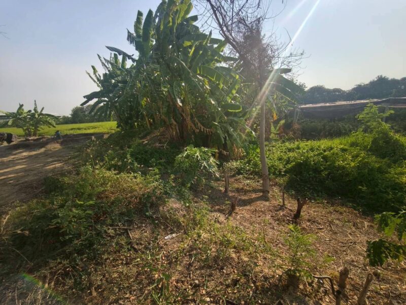 ขายด่วนที่ดิน 400 ตรว ติดถนนคอนกรีต แสนกาญจนา 4 อ.บางใหญ่ จ.นนทบุรี
