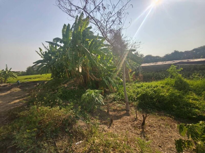 ขายด่วนที่ดิน 400 ตรว ติดถนนคอนกรีต แสนกาญจนา 4 อ.บางใหญ่ จ.นนทบุรี