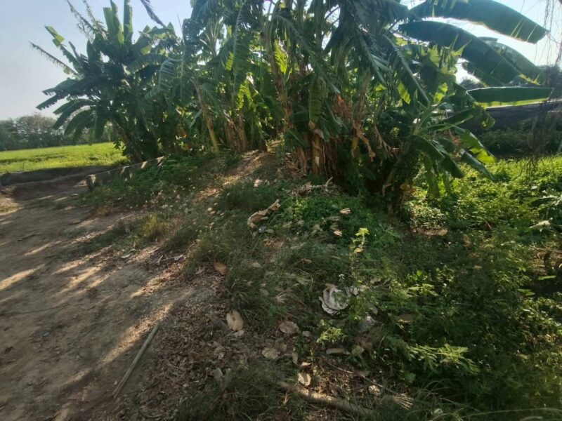 ขายด่วนที่ดิน 400 ตรว ติดถนนคอนกรีต แสนกาญจนา 4 อ.บางใหญ่ จ.นนทบุรี