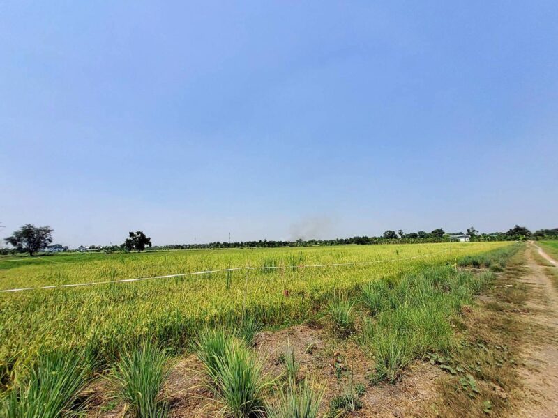 ขายถูกที่ดิน 593 ตรว ติดถนนสาธารณะ คลอง8 หนองเสือ ปทุมธานี