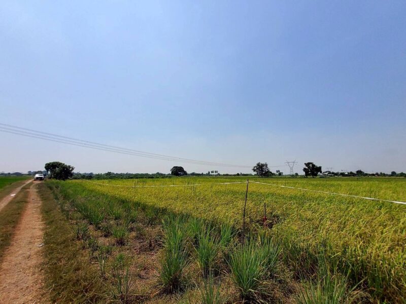 ขายถูกที่ดิน 593 ตรว ติดถนนสาธารณะ คลอง8 หนองเสือ ปทุมธานี