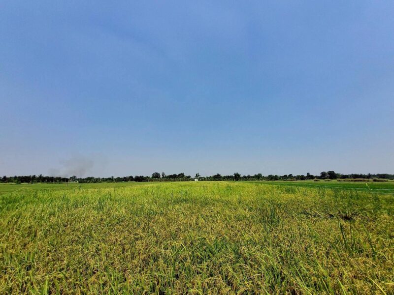 ขายถูกที่ดิน 593 ตรว ติดถนนสาธารณะ คลอง8 หนองเสือ ปทุมธานี