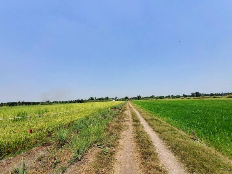 ขายถูกที่ดิน 593 ตรว ติดถนนสาธารณะ คลอง8 หนองเสือ ปทุมธานี