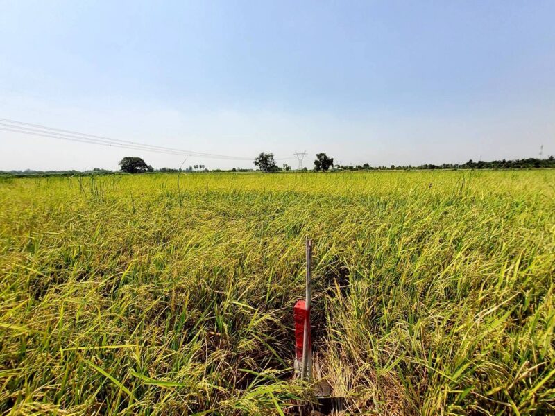 ขายถูกที่ดิน 593 ตรว ติดถนนสาธารณะ คลอง8 หนองเสือ ปทุมธานี