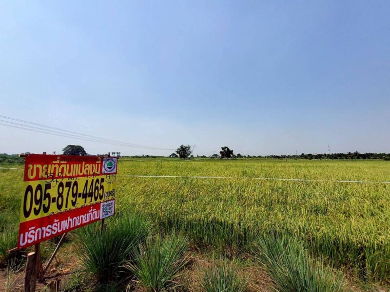 ขายถูกที่ดิน 593 ตรว ติดถนนสาธารณะ คลอง8 หนองเสือ ปทุมธานี