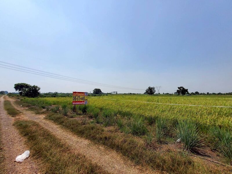 ขายถูกที่ดิน 593 ตรว ติดถนนสาธารณะ คลอง8 หนองเสือ ปทุมธานี