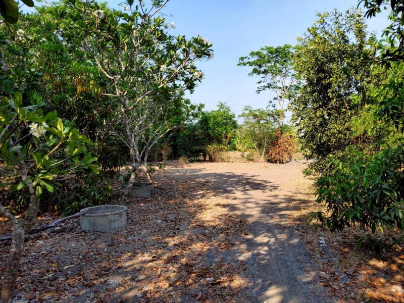 ขายด่วนที่ดิน 9-1-41 ไร่ ติดถนนสาธารณะ คลอง 11 ตอ. ซอย สมนึก อ.หนองเสือ จ.ปทุมธานี