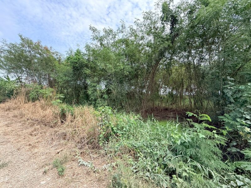 ขายด่วนที่ดิน 800 ตรว ติดถนนสาธารณะ ซ.อารีย์ หมู่ 6 ถนนเทศบาล 5 ลาดหลุมแก้ว ปทุมธานี