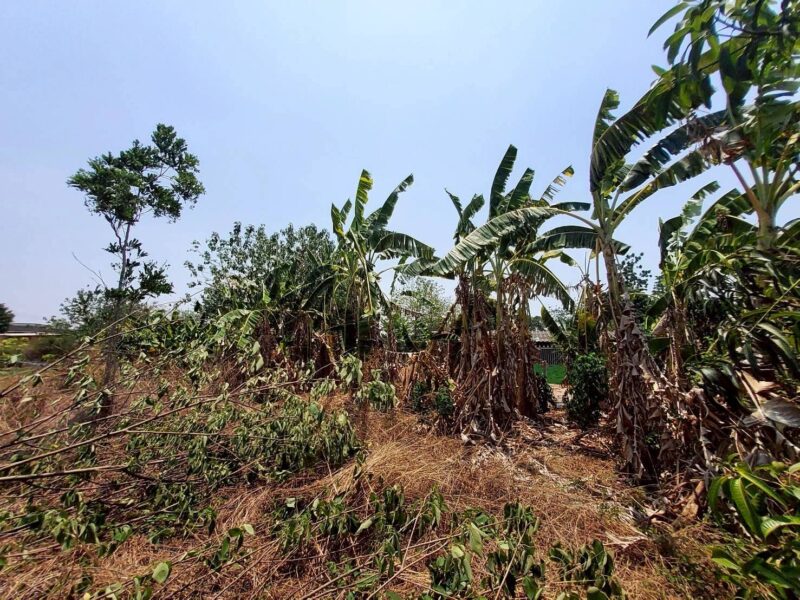 ขายที่ดินใกล้วัดหนองตาเนิด 200 ตรว ติดถนนลาดยางสาธารณะ ต.ปากช่อง อ.จอมบึง จ.ราชบุรี