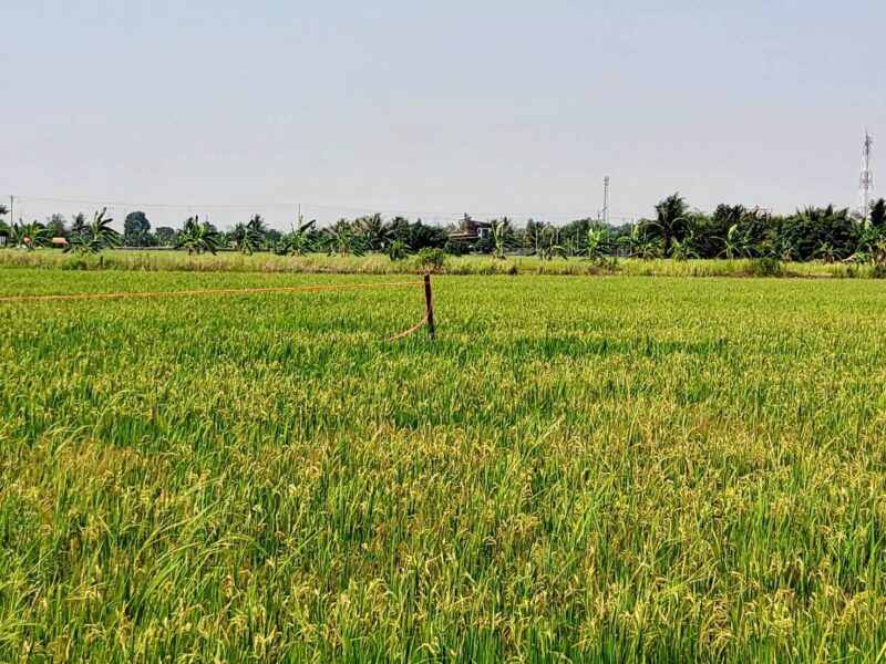 ขายถูกที่ดิน 593 ตรว ติดถนนสาธารณะ คลอง8 หนองเสือ ปทุมธานี