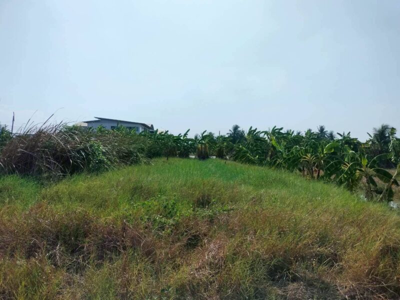 ขายด่วนที่ดิน 158 ตรว เหมาะสร้างบ้านสวน บางระกำ บางเลน นครปฐม