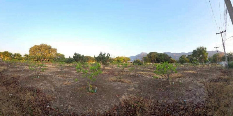 ขายที่ดินปากช่อง 1 ไร่ 2 งาน 0 ตร.ว. ใกล้ถนนมิตรภาพ และโลตัส โกเฟรช กลางดง