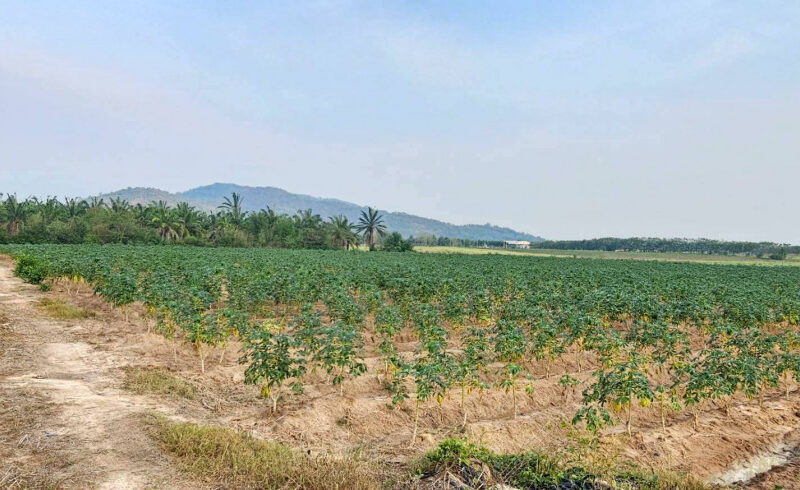 ขายที่ดิน จ.ชลบุรี เนื้อที่ 108-0-14 ไร่ ใกล้นิคมอุตสาหกรรม WHA ESIE 3