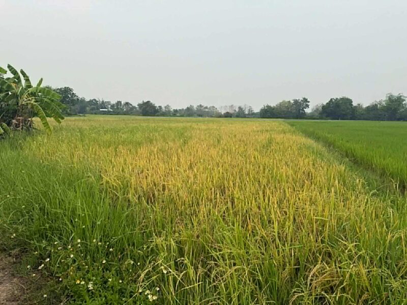 ขายที่ดิน ทุ่งนา เชียงใหม่