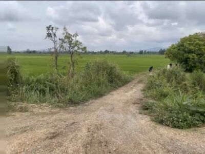 ขายด่วน เจ้าของขายเอง ที่นา 28 ไร่ 1 งาน 3 ตารางวา โฉนดครุฑแดง ต.ทุ่งก่อ อ.เวียงเชียงรุ้ง จ.เชียงราย ไร่ละ 320,000 บาท