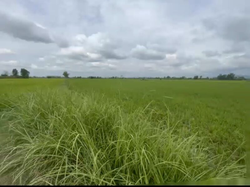 ขายด่วน เจ้าของขายเอง ที่นา 28 ไร่ 1 งาน 3 ตารางวา โฉนดครุฑแดง ต.ทุ่งก่อ อ.เวียงเชียงรุ้ง จ.เชียงราย ไร่ละ 320,000 บาท