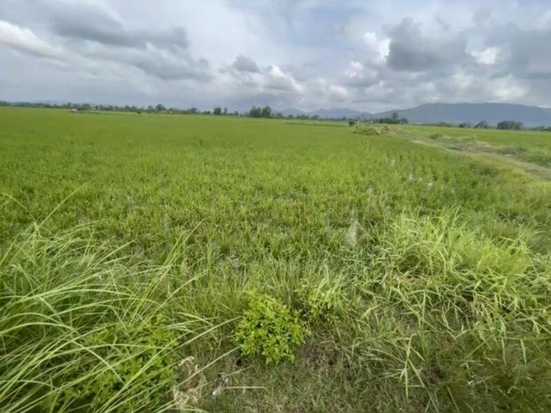 ขายด่วน เจ้าของขายเอง ที่นา 28 ไร่ 1 งาน 3 ตารางวา โฉนดครุฑแดง ต.ทุ่งก่อ อ.เวียงเชียงรุ้ง จ.เชียงราย ไร่ละ 320,000 บาท
