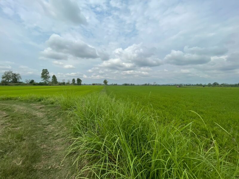 ขายด่วน เจ้าของขายเอง ที่นา 28 ไร่ 1 งาน 3 ตารางวา โฉนดครุฑแดง ต.ทุ่งก่อ อ.เวียงเชียงรุ้ง จ.เชียงราย ไร่ละ 320,000 บาท