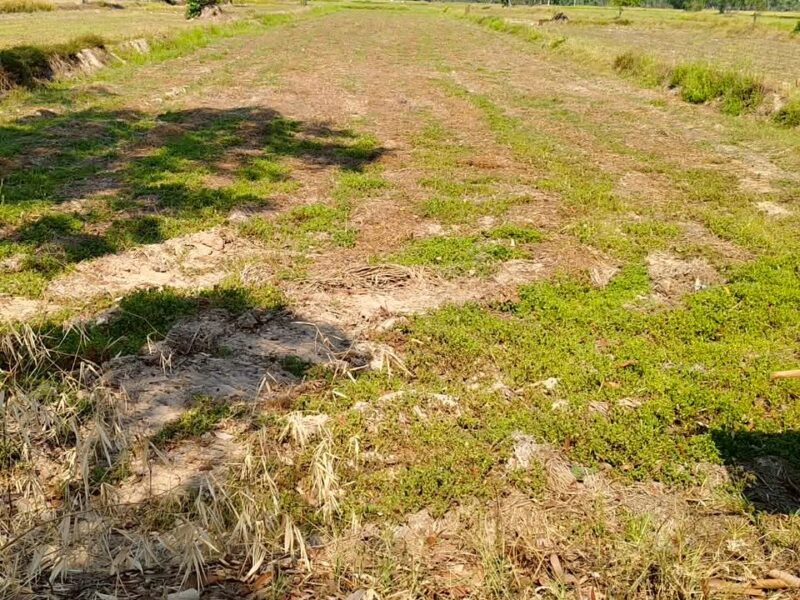 ขายด่วน !! ที่ดินแปลงสวย พื้นที่โล่ง จังหวัดศรีสะเกษ - เจ้าของขายเอง