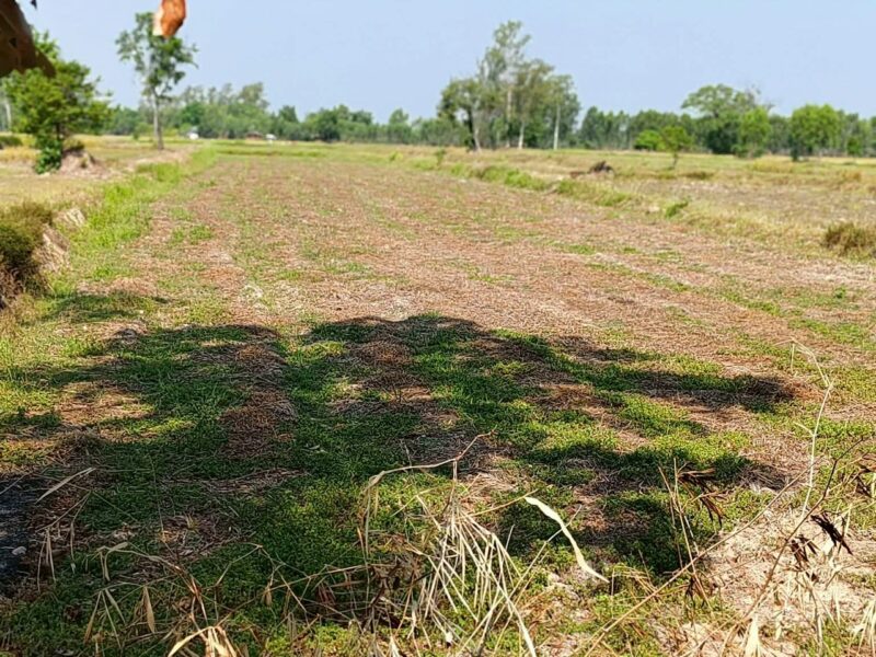 ขายด่วน !! ที่ดินแปลงสวย พื้นที่โล่ง จังหวัดศรีสะเกษ - เจ้าของขายเอง