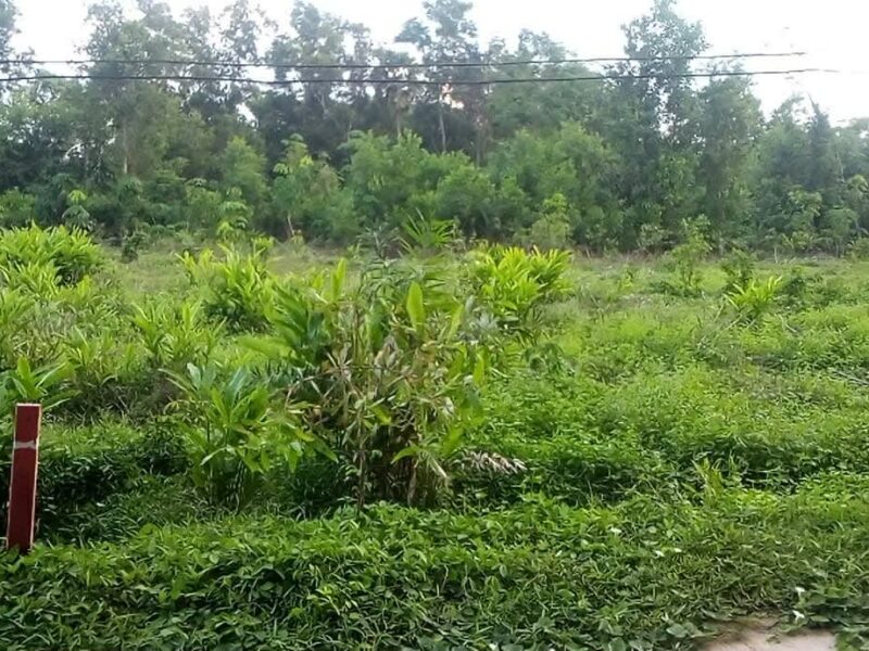 ขายที่ดิน 1 งาน ต.ซากพง อ.แกลง จ.ระยอง ราคาเพียง 500,000 บาท