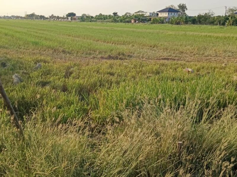 ขายที่ดินเปล่าติดถนนคลอง 9 ลำลูกกา จังหวัดปทุมธานี