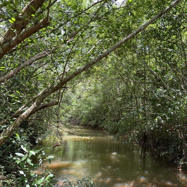 ขายโรงงาน และ สวนป่าเบญพรรณ อายุ 25 ปี อ.เขาชะเมา จ.ระยอง ราคาพิเศษ โทร 095-2601140