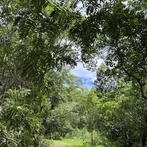 ขายโรงงาน และ สวนป่าเบญพรรณ อายุ 25 ปี อ.เขาชะเมา จ.ระยอง ราคาพิเศษ โทร 095-2601140