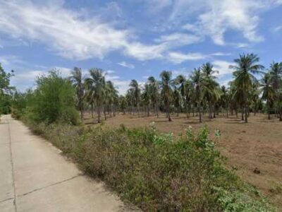 ขายที่ดินประจวบฯ 20 ไร่ 2 งาน 77 ตร.ว. ใกล้ถ้ำลับ หาดทุ่งน้อย และหาดน้ำมรกต