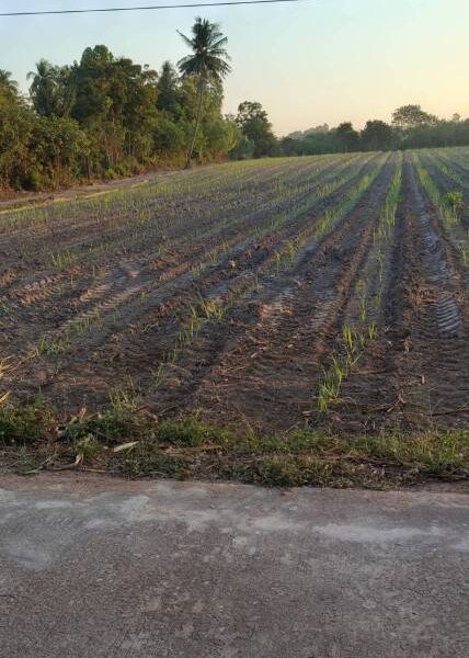 ขายที่ดินสวยติดถนน อำเภอลานสัก อุทัยธานี เดินทางสะดวก ใกล้แหล่งท่องเที่ยว